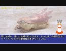 生き物プロフィール: ヌアラ！