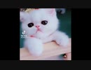かわいいぬこ part5