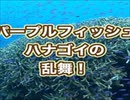 ハナゴイの乱舞・パープルフィッシュ・スキューバダイビング沖縄
