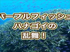 ハナゴイの乱舞・パープルフィッシュ・スキューバダイビング沖縄