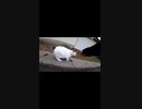 モフってくれ！と近づいてくる野良猫#Shorts【野良猫】【感動猫】