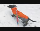 Dog Waterproof Suit