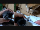 初めて威嚇した子猫は元気一杯で連れ戻そうとする母猫【7回目の風邪薬】