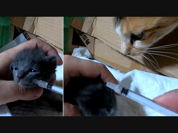 初めて威嚇した子猫は元気一杯で連れ戻そうとする母猫【7回目の風邪薬】