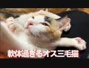 オス三毛王子様猫、わがままと優しさの間に生きる