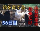 【56日目】お米だけで鶏を育てる