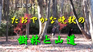 山を歩く　たおやかな晩秋の樹林と山道