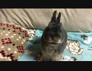【うさぎ】大きくなったよ【動物】