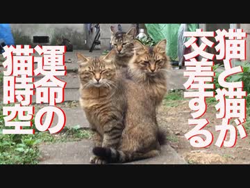 因縁の猫だまり、猫と猫が交差する