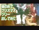 猫の前でクリスマスツリー出してみた！にゃんこおおはしゃぎ