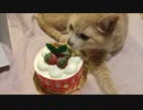 2021/12/24 メリークリぷっぷ(=´∇｀=)♪