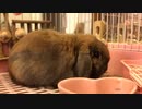 ある日のめーたん（うさぎ）