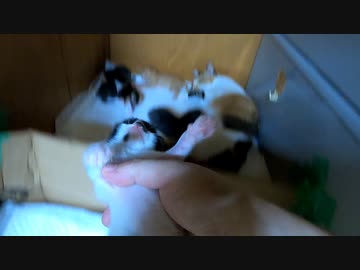 起きたらビックリ！天敵の飼主がいた『嫌がる子猫と嫌がらない子猫』【7回目の風邪薬】