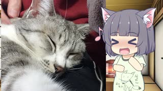 【別側面祭】セイカさんが猫を愛でるだけの動画