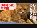 3年半迎えを待ったボス猫、スネて塩味のうどんをこねる