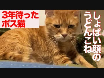 3年半迎えを待ったボス猫、スネて塩味のうどんをこねる