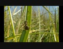 ホモと見る　アリが葉を噛み切る瞬間の映像
