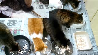 今週のおやつ【蒼民家の猫々】