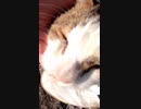 上機嫌な野良猫#Shorts【野良猫】【感動猫】