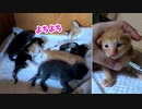 風邪薬の後よちよちしながら帰っていく子猫の姿が愛おしい