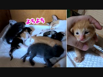 風邪薬の後よちよちしながら帰っていく子猫の姿が愛おしい