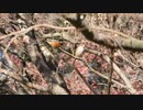 捕食者から逃げる鳥
