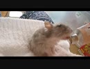 ハムスター飼いました。その126～2021年12月だよ!!体重測定だよ!!～