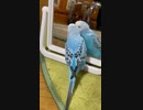 インコの天気予報「さむいよ、今日」