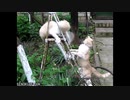 ホモと見る ここは譲れない！と言わんばかりの高速猫パンチを繰り出す猫