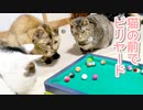 猫の前でビリヤードしてみた