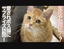 引退ボス猫が世話人のサプライズ訪問を受けた結果…
