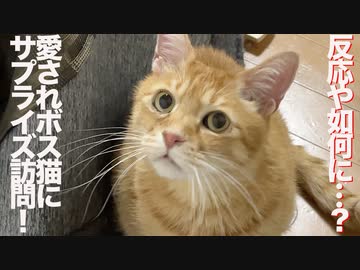 引退ボス猫が世話人のサプライズ訪問を受けた結果…