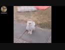 棺桶ダンス