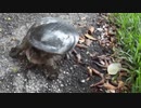 ホモと見る　ジャンプをして噛みつき、威嚇をするスッポン