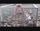 ホモと見る　落ち葉遊びが嬉しくて、はしゃぐウサギ