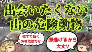 【ゆっくり解説】日本の山で遭遇する危険動物4種