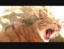 ソーセージを食う猫