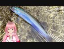 アミ姫のちょっと変わった使い方！漁港で釣れる極彩色の小魚たちを狙ってみた。