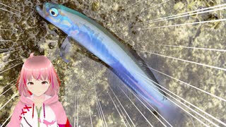 アミ姫のちょっと変わった使い方！漁港で釣れる極彩色の小魚たちを狙ってみた。