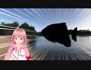 川なのにマンボウ！？アマゾンに潜むゴッドファイター