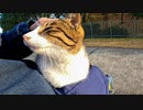 防波堤に猫が座っていたので隣に座ると膝の上に乗ってきた