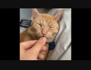 かわいいぬこ part13