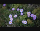 【ループBGM】はじめてのばしょで　＃桐野みーる