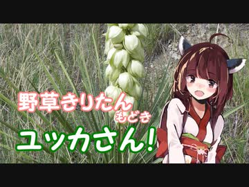 【RimWorld】リュウゼツランの果実とは？