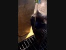 野良猫は餌よりも水分補給が難易度高め#Shorts【野良猫】【感動猫】