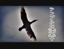 シンプルな漆黒✝