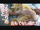 引退ボス猫へのサプライズ訪問、珍獣たちが歓迎する