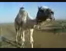 camel singing maliali song