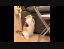 かわいいぬこ part14