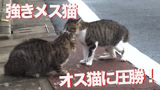 猫一家の強きメス猫、若いオス猫に喧嘩で圧勝する